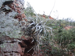 Encholirium spectabile