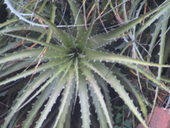 Encholirium spectabile