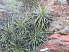 Encholirium spectabile