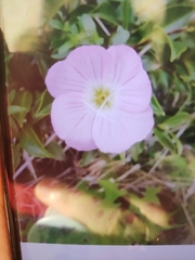 Oenothera speciosa