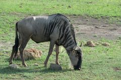 Connochaetes taurinus albojubatus