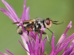 Thecophora atra