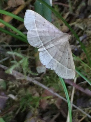 Paracolax trilinealis
