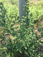 Chenopodium album pedunculare