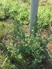 Chenopodium album pedunculare