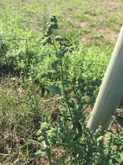 Chenopodium album pedunculare