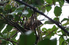 Poodytes punctatus punctatus