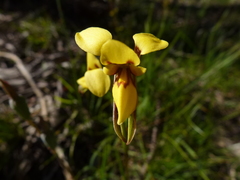 Diuris brevifolia