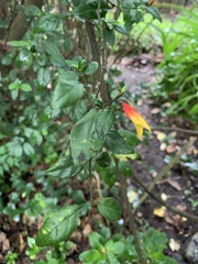 Justicia floribunda