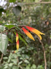 Justicia floribunda