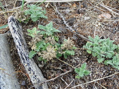 Dracocephalum pinnatum