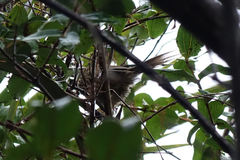 Poodytes punctatus punctatus