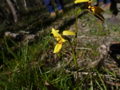 Diuris brevifolia
