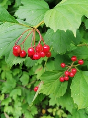 Viburnum opulus