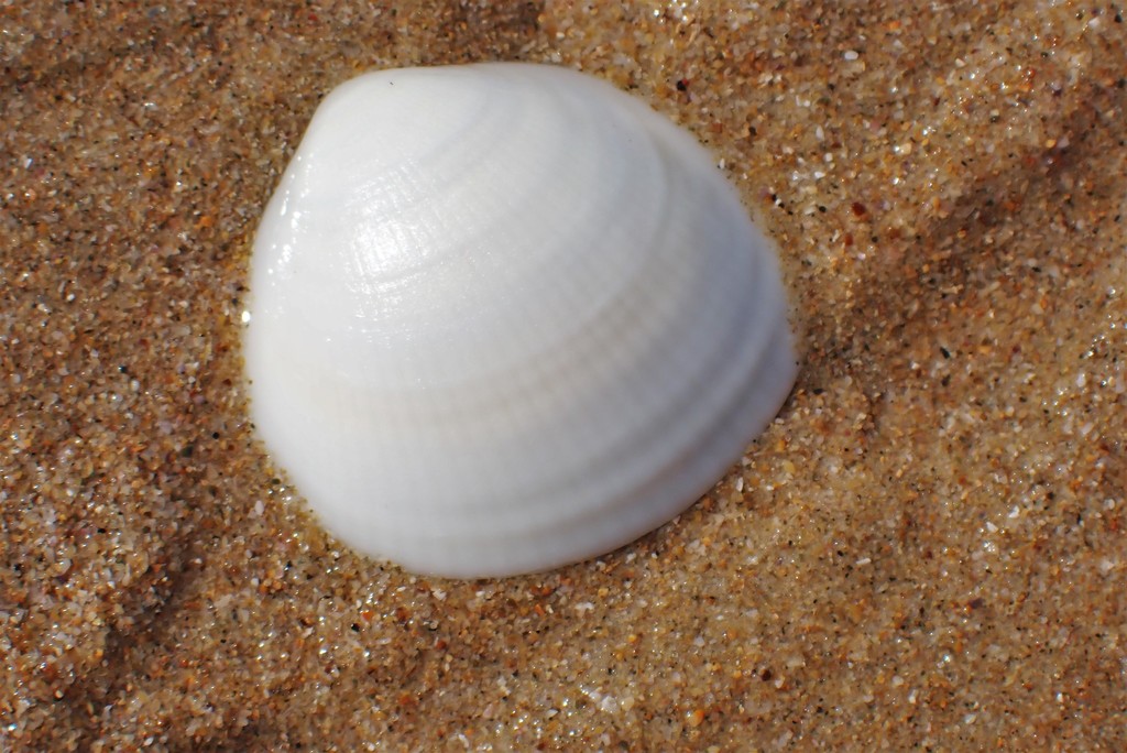 Holosericus Dog Cockle