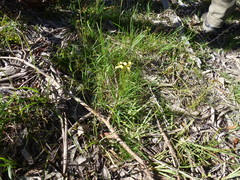 Diuris brevifolia