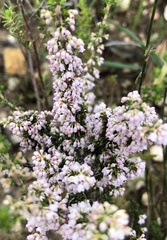 Erica paniculata