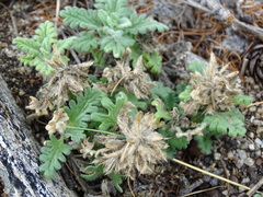 Dracocephalum pinnatum