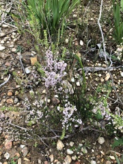 Erica paniculata