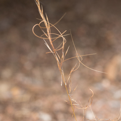 Austrostipa scabra falcata
