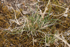 Austrostipa scabra falcata