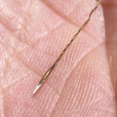 Austrostipa scabra falcata