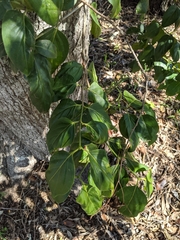 Psydrax lamprophylla