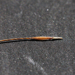 Austrostipa scabra falcata