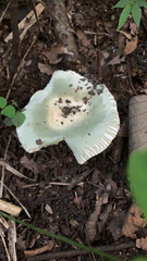 Virescentinae