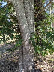 Psydrax lamprophylla