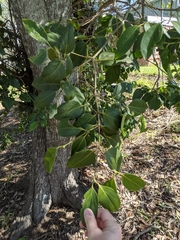 Psydrax lamprophylla