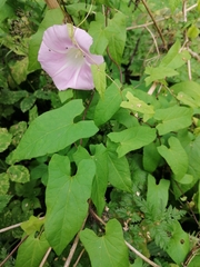 Calystegia sepium spectabilis