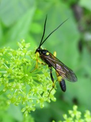 Diphyus palliatorius