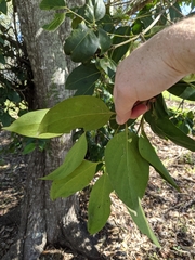 Psydrax lamprophylla
