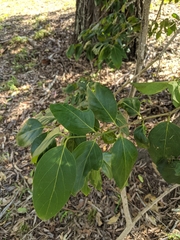 Psydrax lamprophylla