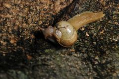 Urocyclidae