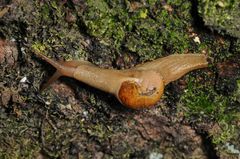 Urocyclidae