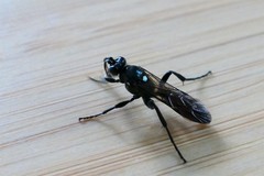 Ctenichneumon