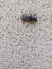 Trichoferus holosericeus