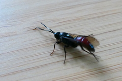 Ctenichneumon