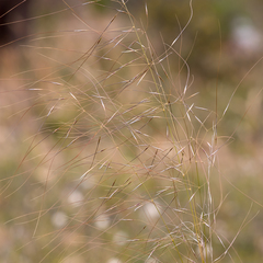 Austrostipa scabra falcata
