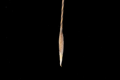 Austrostipa scabra falcata