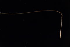 Austrostipa scabra falcata