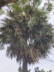 Borassus flabellifer