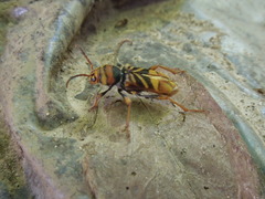 Xylotrechus chinensis
