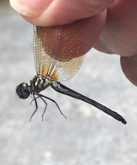 Macrothemis inequiunguis