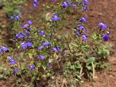 Lobelia erinus