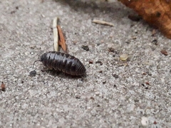 Armadillidium vulgare