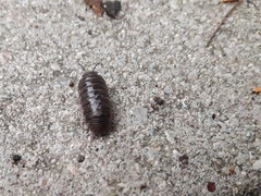 Armadillidium vulgare