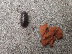 Armadillidium vulgare